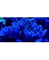 Maxspect Magnifier Standard - lente d'ingrandimento per coralli