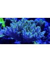Maxspect Magnifier Grande - lente d'ingrandimento per coralli