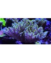 Maxspect Magnifier Grande - lente d'ingrandimento per coralli
